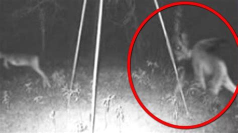 wendigo caught on camera|Wendigo in Kentucky and More .